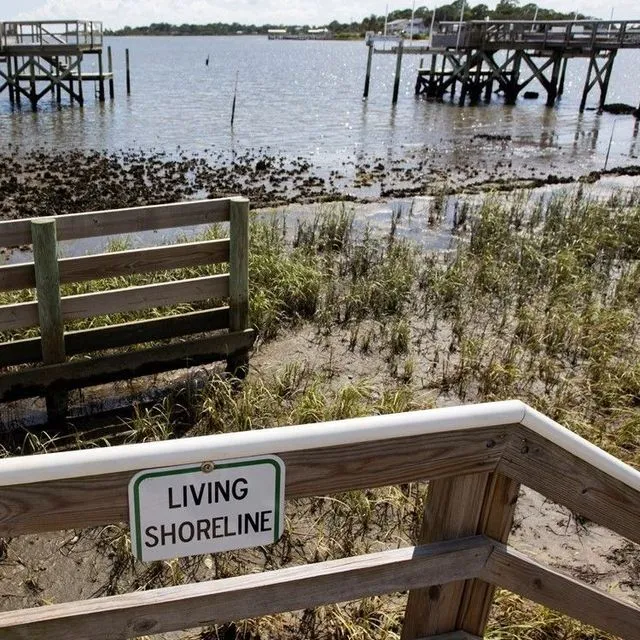 thumbnail for publication: Ecosystem Services Provided by Living Shorelines